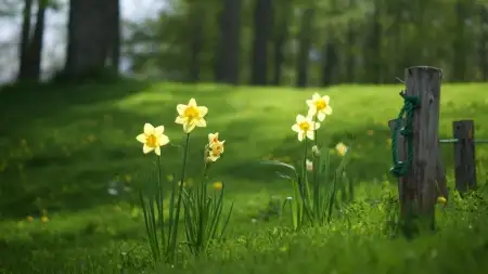 Green lawn with daffodils in spring — Northeast Ohio seasonal lawn care